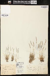 Agrostis rossiae image