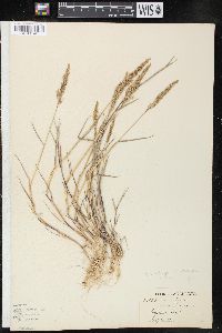 Agrostis stolonifera var. stolonifera image