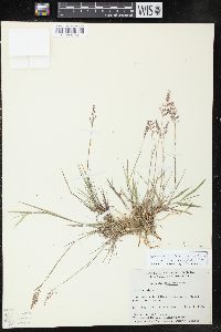 Agrostis stolonifera var. stolonifera image