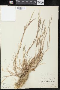 Agrostis stolonifera var. stolonifera image