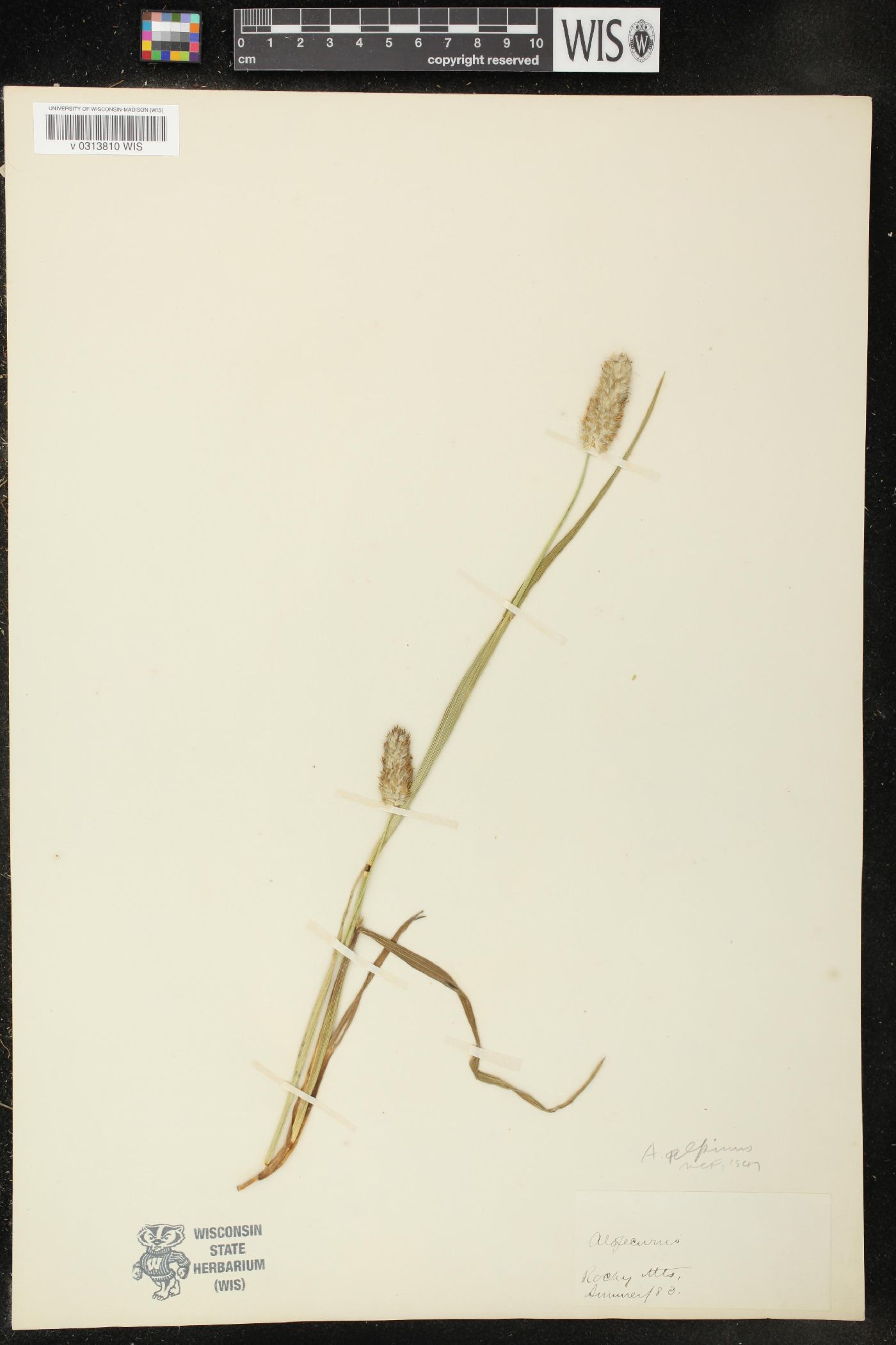 Alopecurus alpinus image