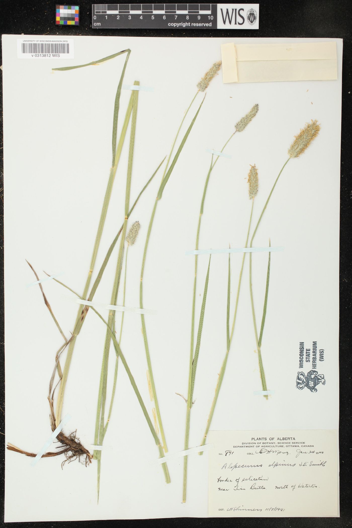 Alopecurus alpinus image