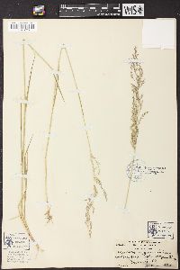 Agrostis oregonensis image