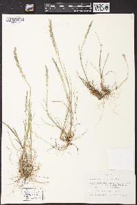 Agrostis pallens image