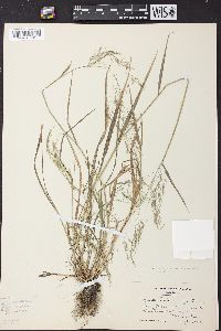 Agrostis perennans var. aestivalis image