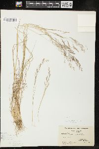 Agrostis capillaris image