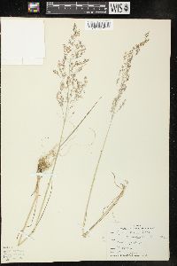 Agrostis capillaris image