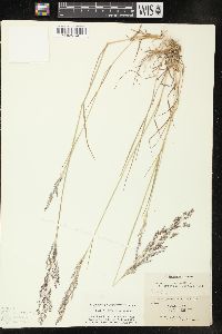 Agrostis capillaris image