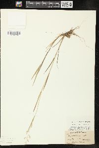 Agrostis capillaris image