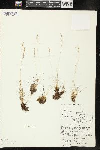 Agrostis humilis image