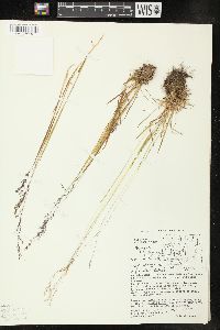 Agrostis humilis image