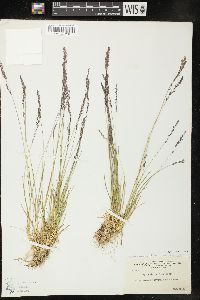 Agrostis humilis image