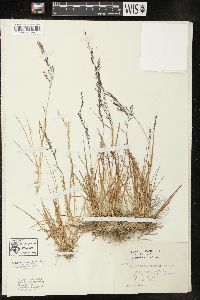 Agrostis humilis image