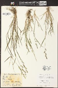 Echinochloa colona image