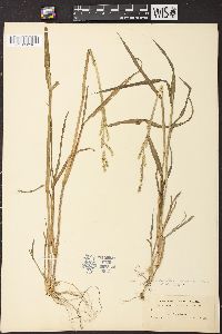 Echinochloa colona image