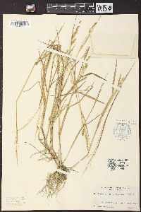 Echinochloa colona image