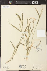 Echinochloa colona image