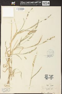 Echinochloa colona image