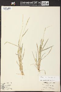 Echinochloa colona image