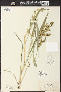 Echinochloa muricata var. microstachya image