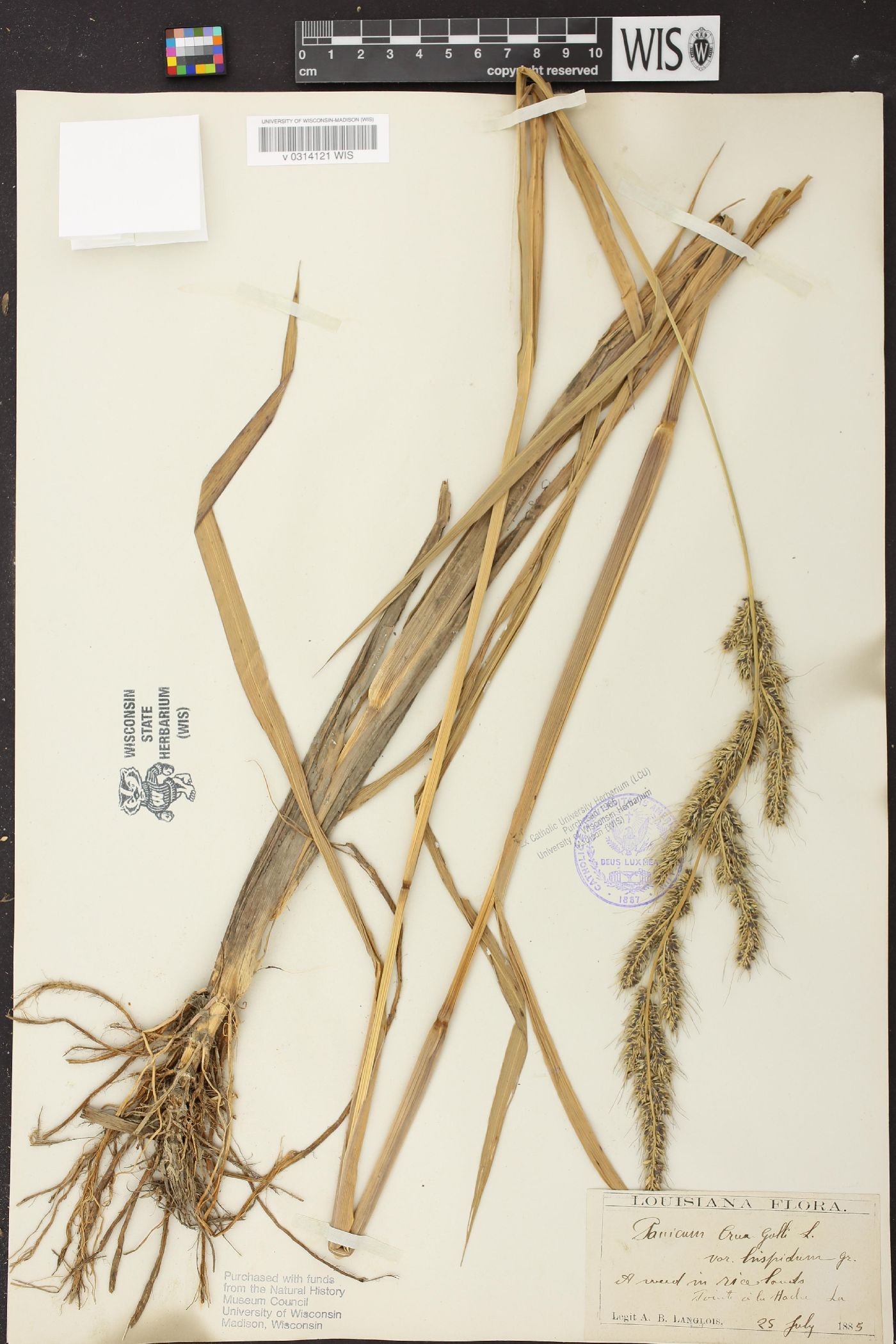 Echinochloa oryzoides image