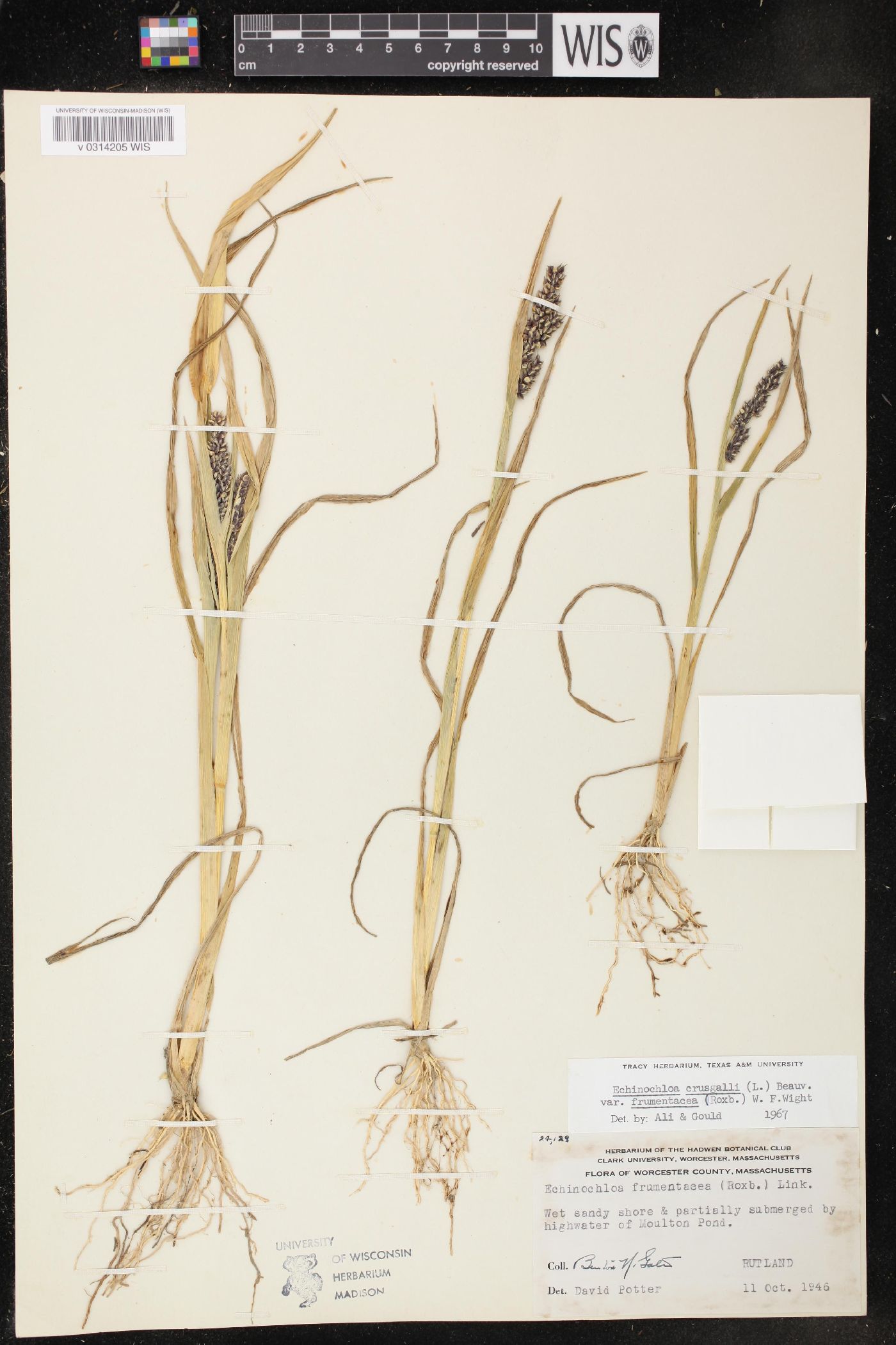 Echinochloa frumentacea image