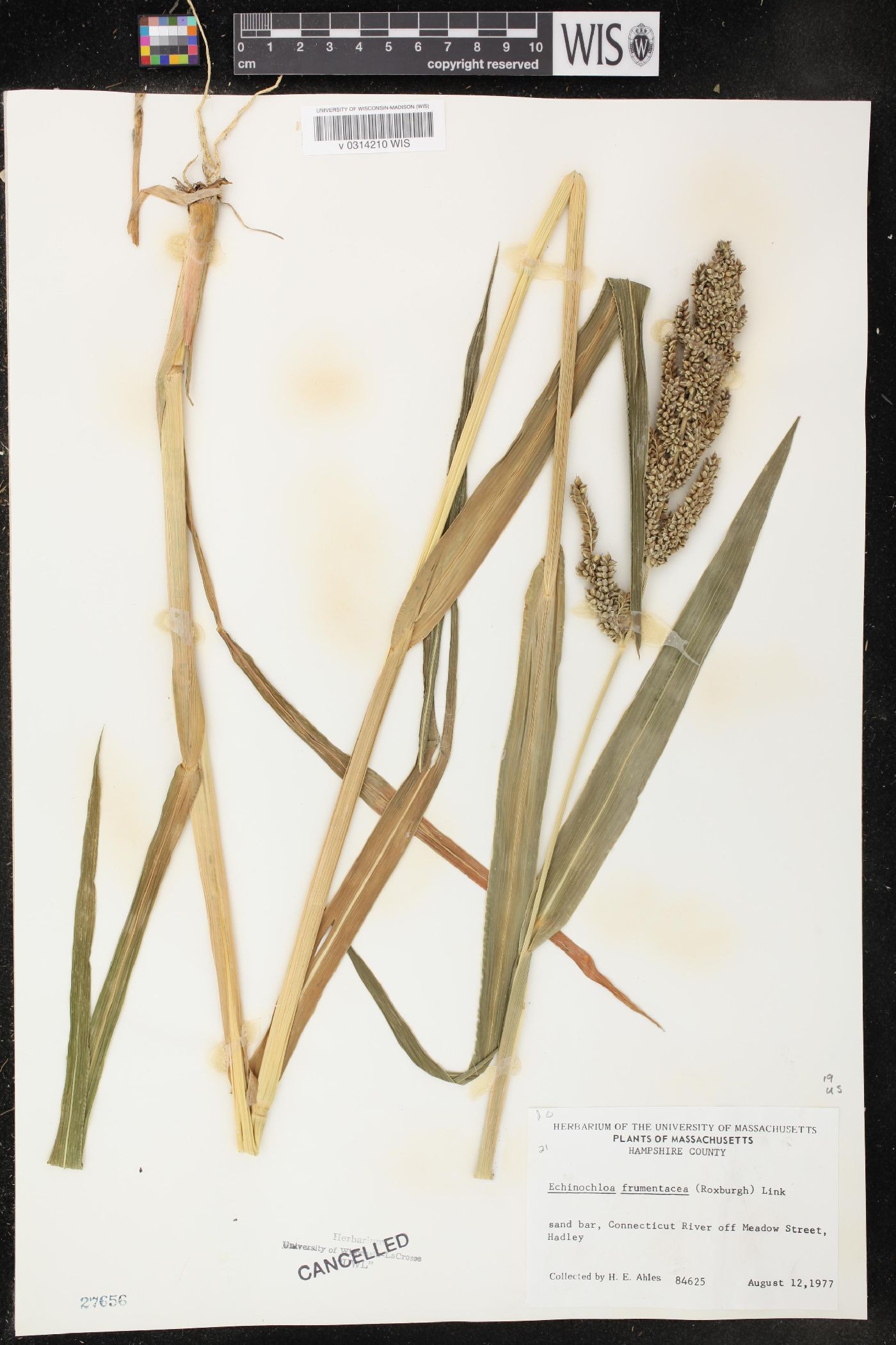 Echinochloa frumentacea image