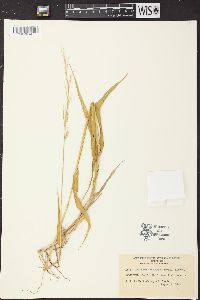 Eriochloa acuminata image