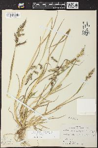 Echinochloa muricata var. muricata image