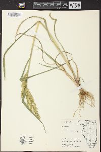 Echinochloa muricata var. microstachya image