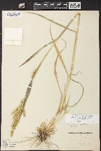 Echinochloa muricata var. microstachya image