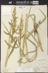 Echinochloa muricata var. microstachya image