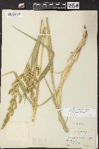 Echinochloa muricata var. microstachya image