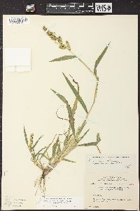 Echinochloa muricata var. microstachya image