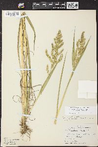 Echinochloa muricata var. microstachya image