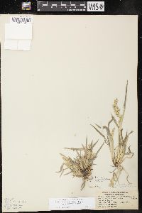 Echinochloa muricata var. microstachya image