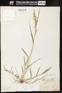 Echinochloa muricata var. microstachya image