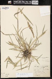 Echinochloa muricata var. microstachya image