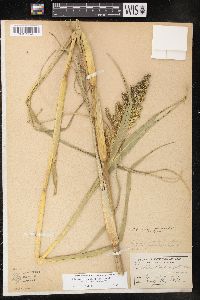 Echinochloa muricata var. microstachya image