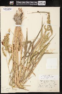 Echinochloa muricata var. microstachya image