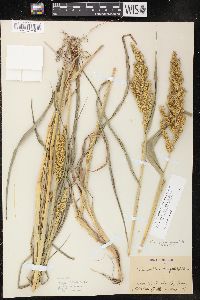 Echinochloa muricata var. microstachya image