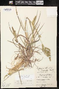 Echinochloa muricata var. microstachya image