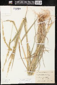 Echinochloa muricata var. microstachya image