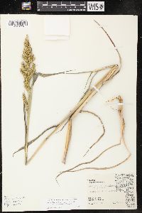 Echinochloa muricata var. microstachya image