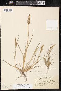 Echinochloa muricata var. microstachya image