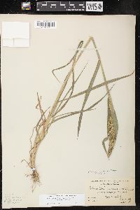 Echinochloa muricata var. microstachya image