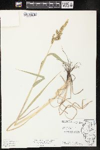 Echinochloa muricata var. microstachya image