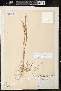 Echinochloa muricata var. microstachya image