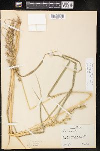 Echinochloa muricata var. muricata image