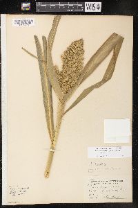 Echinochloa muricata var. muricata image